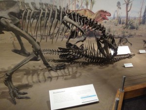 Allosaurus